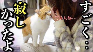 さみしかった！仕事から帰ったら嬉しさを爆発させる猫