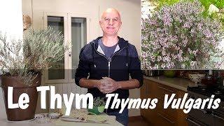 Le thym : bronchites, infections urinaires, candidoses intestinales