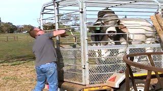 Grey Brahman bull