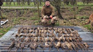 Mr porky  Ratting with terriers at pig farm