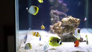 butterflyfish feeding