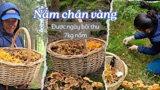 Bội thu nấm chân vàng (traktkantarell) mọc đầy trong rừng vào mùa thu/ Mùa nấm ở Na Uy