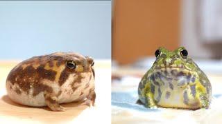 A cute rivalry between Common rain frog and Chaco horned frog.