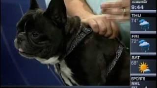 Pet Acupuncture on Baltimore's FOX45 with Tom Ingegno