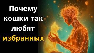 Почему кошки любят избранных - тайна раскрыта