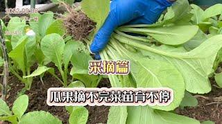 30平米的天台小菜园，瓜果摘不完，菜苗育不停，源源不断供应餐桌