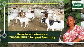 HOW TO MAKE MONEY FROM YOUR GOAT FARM IN YEAR 1