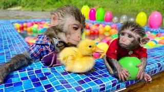 Monkey Baby Bim Bim Drive A Boat To The Pool And Opens Surprise Eggs With Obi at the pool