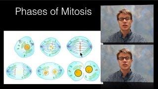 Phases of Mitosis