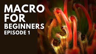 Macro Photography BASICS: Getting Started on Macro Photography