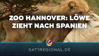 Zoo Hannover: Junger Berberlöwe Tayo zieht nach Spanien