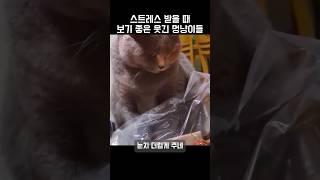 스트레스 받을 때 보기 좋은 웃긴 멍냥이들