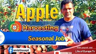 Apple Picking Season  2024 Jobs Portugal ( Tips & Tricks)