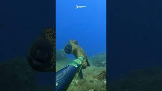 Fighting with big Moray eel  #spearfishing #fishing #fish