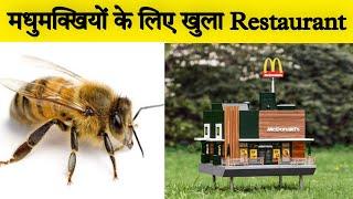 Swiden में खुला मधुमक्खियों का Restaurant | Bee  Restaurant In Swiden | McHive | #shorts