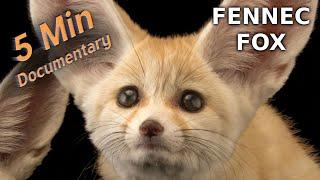 Fennec Fox - 5 Minute Documentary