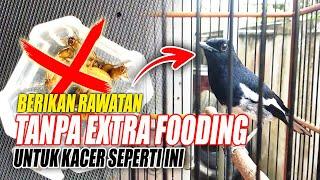 GUNAKAN RAWATAN 0 (NOL) EXTRA FOODING UNTUK KACER INI | CARA MERAWAT KACER | DR KACER