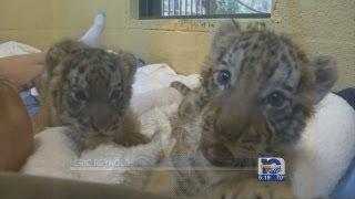 Alabama Gulf Coast Zoo welcomes tiger cubs