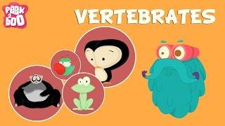 Vertebrates | The Dr. Binocs Show | Educational Videos For Kids