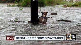 Animal rescuer from Hurricane Katrina speaks about pet loss during natural disasters