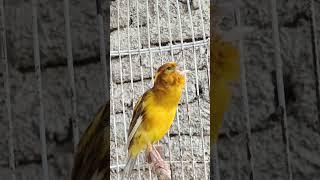 Beautiful Canary Singing for training singing #canarysinging #canarysong #canary #canario #canarias