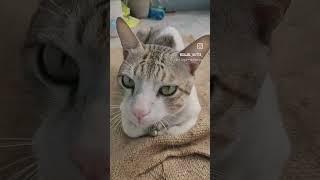 cat @VideoBGLive @viral video#