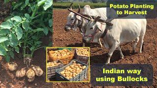 Potato Planting to Harvest - Indian way using Bullocks - Potato Cultivation Agriculture