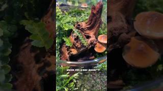 #biobox #aquarium #floraldesign #exotic #flora #relax #relaxing #chill