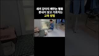 새끼강아지 깨무는 행동!! 혼내지 않고 가르치는 교육방법