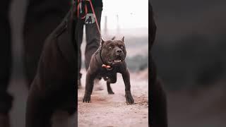 Pit Bull vs. American Bully: What's the difference?