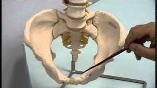 Female bony pelvis: 1-relevant osteology