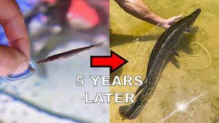 My Pet Alligator Gar:  5 Years Later!