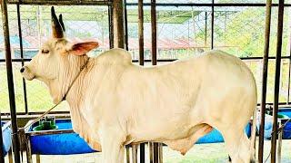 Royal Ranch এর হাসা গরু |Goru lovers of Chattga|#cow #goruloversofchattga #viralvideo #animals