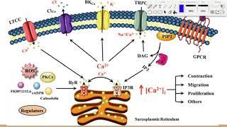 Calcium Signaling Lecture