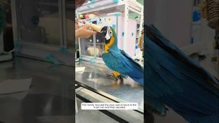This family rescued the poor parrot stuck in the trash can and then decided