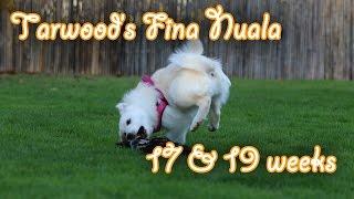 Tarawood's Fína Nuala; 17+19 weeks old (Icelandic Sheepdog, Islandhund) - Amira's Blog