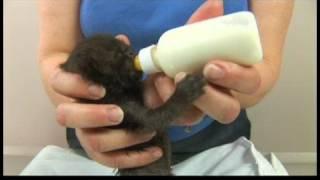 Kitten Care : Orphan Kitten Care