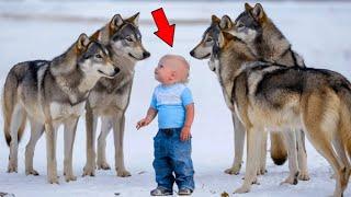 Hungry Wolves Surround A Little Boy, And Then The Unthinkable Happens!