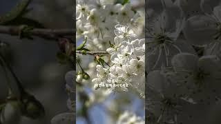 (1분휴식)자연과 함께 휴식하세요 #1분힐링