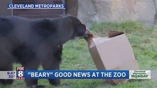 Cleveland Metroparks Zoo shares some 'beary' good news with Fox 8