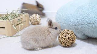 Triplet baby bunnies excited to be in a playroom for the first time.