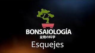 Fisiología vegetal bonsai - Esquejes