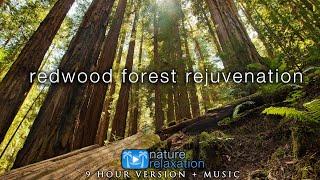 9 HOURS of Redwood Forest Rejuvenation in 4K + 528HZ Music for Inner Peace, Stress Relief & Sleep 