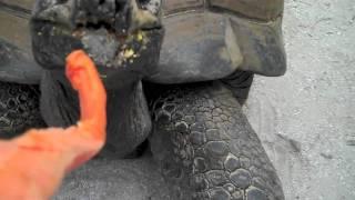 An Alligator Bit My Butt Part 2!!! (4.25.10)