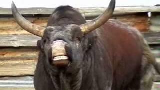 Nguni Bull