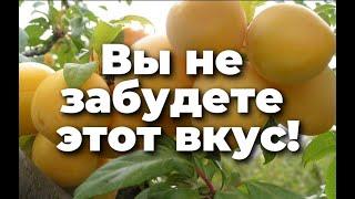 Обзор крутой  сливы То Че Сан!