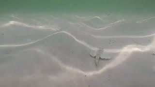 Sea Robin Fish at Pensacola Beach