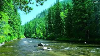 Beautiful sounds of the forest, birds chirping, calming river sound, soothing paradise