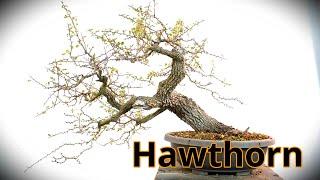 Hawthorn from yamadori becomes bonsai