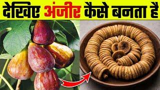 देखिए अंजीर कैसे बनता है | Anjeer Dry Fruits Making Process | How To Make a Anjeer | Wanted TV